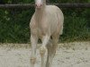 dressage horse Hengst von Glückspilz WF / Top Christobell (German Riding Pony, 2020, from Gluckspilz Wf)