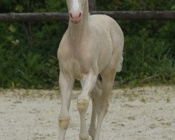 dressage horse Hengst von Glückspilz WF / Top Christobell (German Riding Pony, 2020, from Gluckspilz Wf)