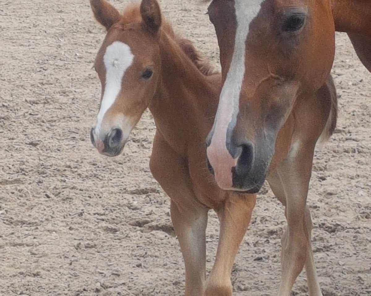 horse Stute von Glückspilz WF / Kaiserjaeger xx (German Riding Pony, 2020, from Gluckspilz Wf)