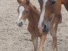 dressage horse Stute von Glückspilz WF / Kaiserjaeger xx (German Riding Pony, 2020, from Gluckspilz Wf)