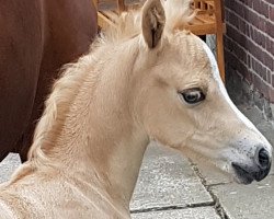 dressage horse Nafina (German Riding Pony, 2020, from Gluckspilz Wf)