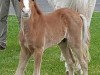 dressage horse Hengst von Glückspilz WF / Mac Namara (German Riding Pony, 2020, from Gluckspilz Wf)