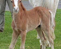 dressage horse Hengst von Glückspilz WF / Mac Namara (German Riding Pony, 2020, from Gluckspilz Wf)