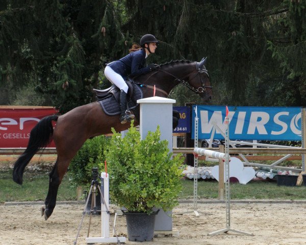 Springpferd Quaisa Quim (Deutsches Sportpferd, 2014, von Quality Time)