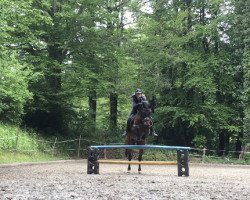 dressage horse Daddy's Dreamer (Hanoverian, 2005, from Davignon I)