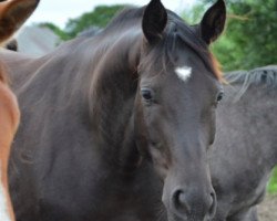 broodmare Sienna (Hanoverian, 2016, from Scuderia)