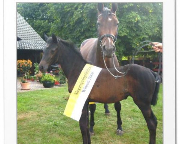 broodmare Comtess-Ra (Oldenburg, 1996, from Contender)