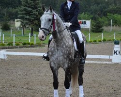 horse Alex (polish noble half-breed, 2010, from Lintasboy R)