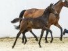 dressage horse Allvara Zfk CH (Swiss Warmblood, 2014, from All At Once)