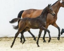 Dressurpferd Allvara Zfk CH (Schweizer Warmblut, 2014, von All At Once)