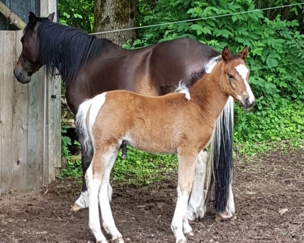 Dressurpferd Rubin S (Lewitzer, 2017, von Romeo)