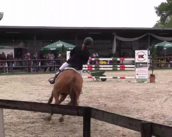 Großes Reit- und Springturnier Kirchhellen/Stall Dieckmann 2015
