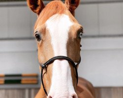 Springpferd Billy Roxanne (Anglo Europäisches Sportpferd, 2014, von Billy Um Bongo)