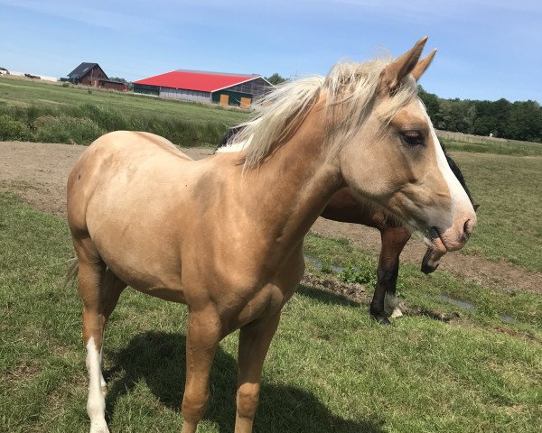 dressage horse Diamond’s Dobby (German Riding Pony, 2019, from Diamond Touch NRW)
