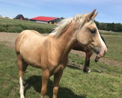 Dressurpferd Diamond’s Dobby (Deutsches Reitpony, 2019, von Diamond Touch NRW)