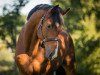 jumper Genua (KWPN (Royal Dutch Sporthorse), 2011, from Cantos)