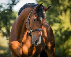 Springpferd Genua (KWPN (Niederländisches Warmblut), 2011, von Cantos)