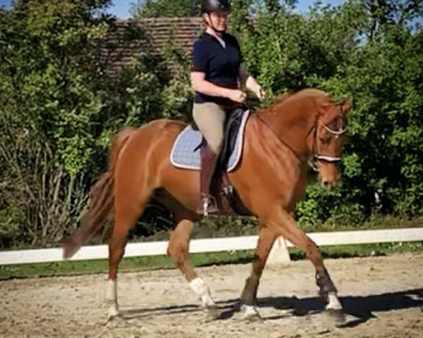 jumper Penny Lane (Hanoverian, 2008, from Perigueux)