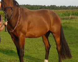 dressage horse Santa (Rhinelander, 2008, from Samba Hit I)