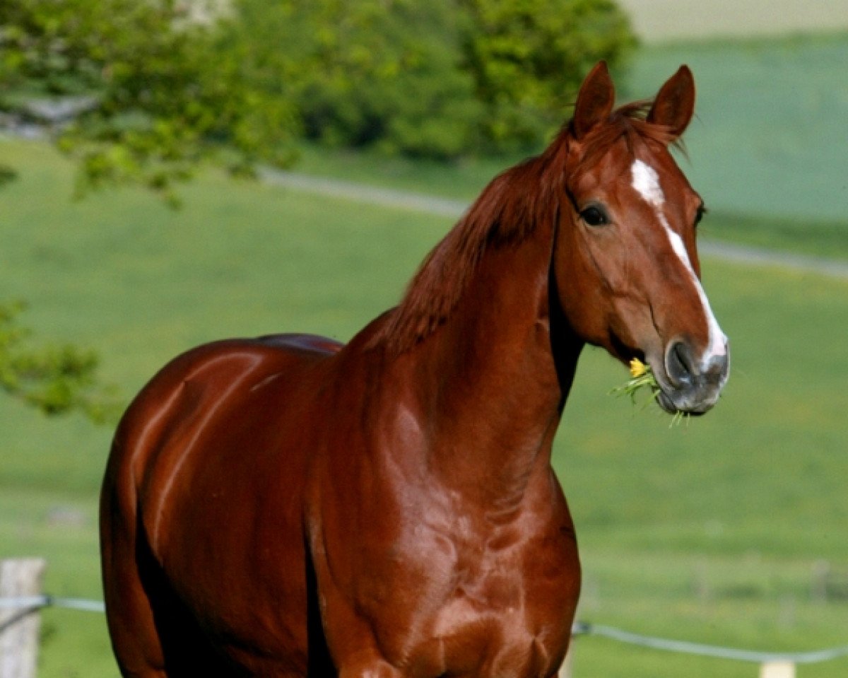Zuchtstute Lilly (Westfale, 2003, von Leonetti)
