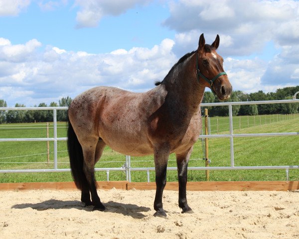 Pferd Willmar (Altmärker Kaltblut, 2003)