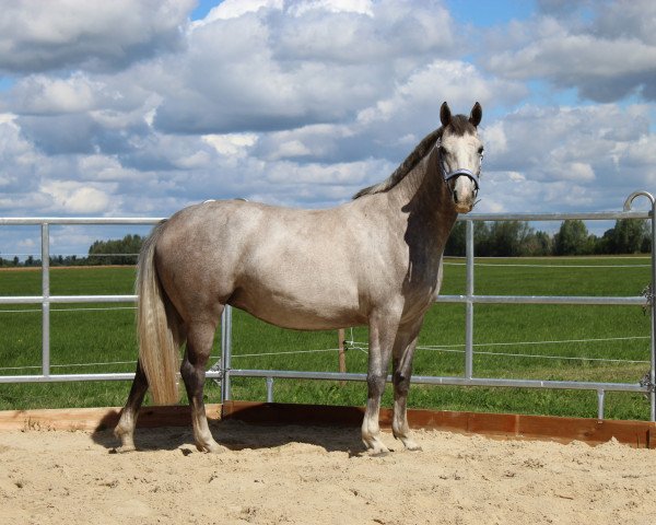 Pferd Cornblume (Deutsches Sportpferd, 2017, von Cappucino)
