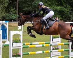 jumper Londrina 4 (Deutsches Sportpferd, 2010, from Levistano)