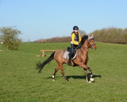 jumper Luke Skywalker (German Sport Horse, 2001)