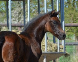 Springpferd Cjut Prinz (Holsteiner, 2020, von Colman)