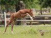 dressage horse Sir Finance B (Westphalian, 2020, from Sir Heinrich OLD)