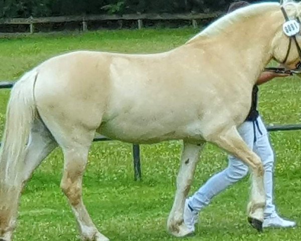 broodmare Gracieuse d'Ober (Fjord Horse, 2016, from Kaulier)