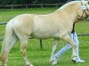 broodmare Gracieuse d'Ober (Fjord Horse, 2016, from Kaulier)