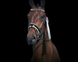 dressage horse Candeur J (German Warmblood, 2009, from Count Up)