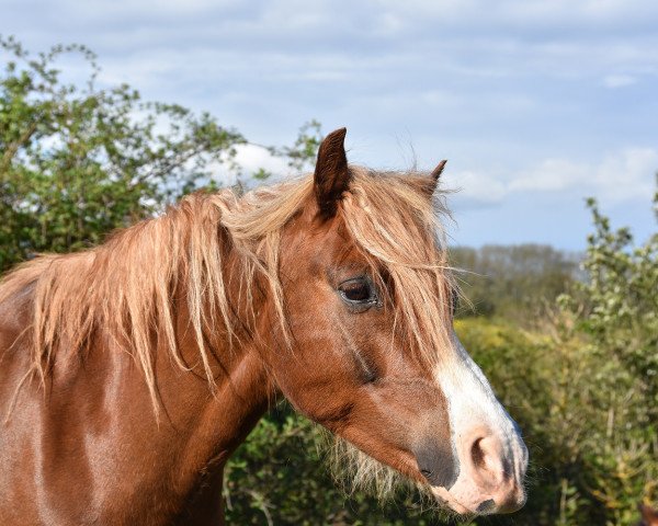 horse Rambo (Welsh-Pony (Section B), 2010, from Firwood's Lord Riordon)