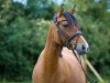 dressage horse Dream Little Girl M.b. (German Riding Pony, 2012, from Dankeschön)