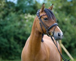 dressage horse Dream Little Girl M.b. (German Riding Pony, 2012, from Dankeschön)