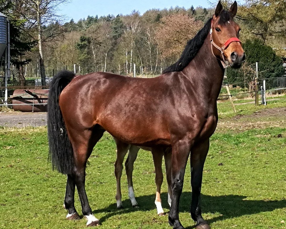 broodmare She's like the sun (Oldenburg show jumper, 2010, from Numero Uno)