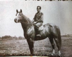 stallion Mister Tory xx (Thoroughbred, 1956, from Aquino xx)