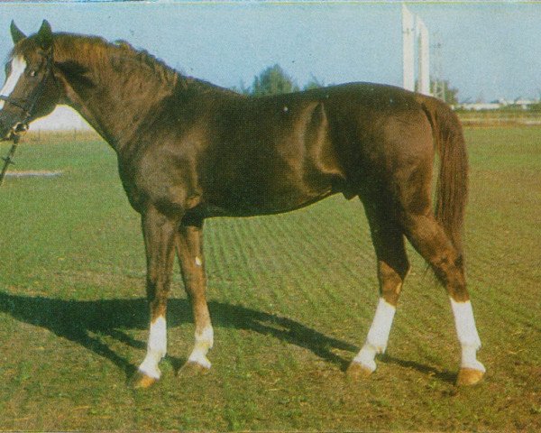 stallion Da Kapo (Brandenburg, 1977, from Direx)