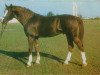 stallion Da Kapo (Brandenburg, 1977, from Direx)