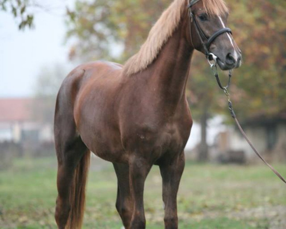 Zuchtstute Diplomacia (Bulgarisches Warmblut,  , von Darley)