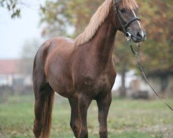 broodmare Diplomacia (Bulgarian Warmblood,  , from Darley)