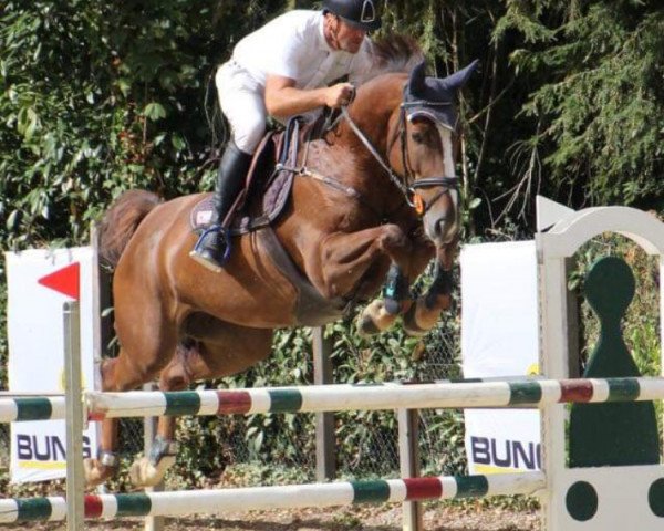 jumper Diva van Overis Z (Zangersheide riding horse, 2013, from Darco)