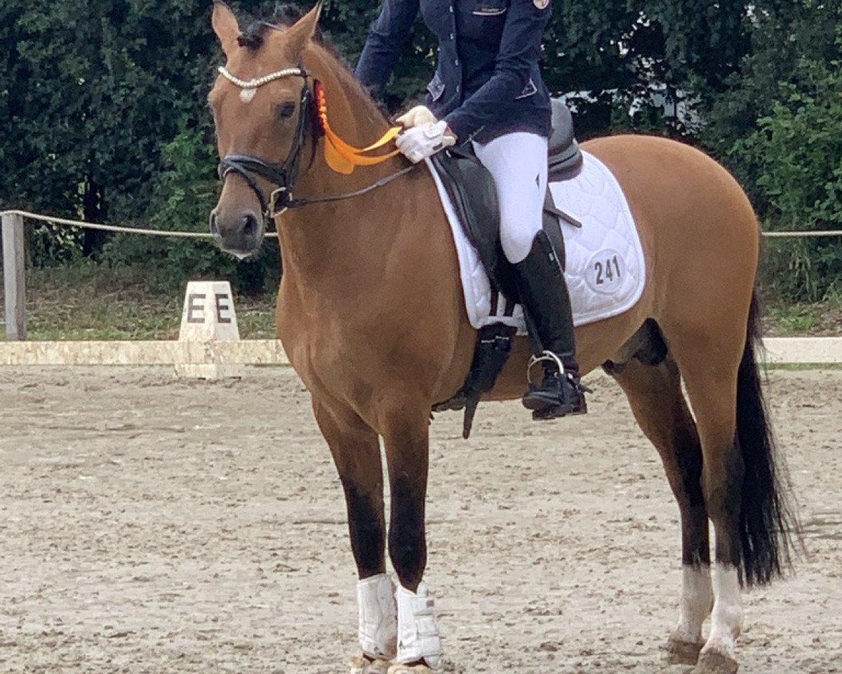 stallion Steendieks Morgensterns Dalai (German Riding Pony, 2010, from FS Don't Worry)