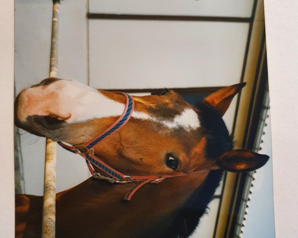 horse Lephat (Mecklenburg, 1988, from Landmann)