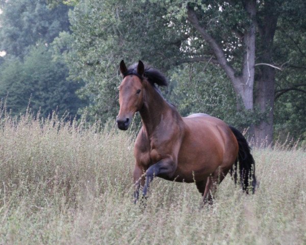 Pferd Haasa Bim Bi von Hellör (Westfale, 2009, von Rimskij-Korsakow)