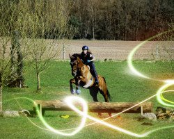 dressage horse Heini (Hanoverian, 2004, from His Highness 4)