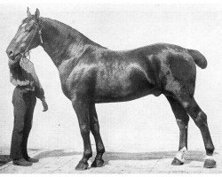 stallion Kuno 1537 (Oldenburg, 1902, from Kurfuerst 1443)