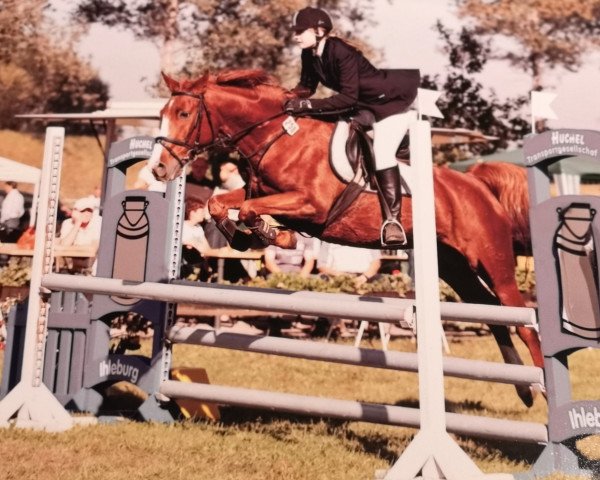 horse Dingo 203 (Saxony-Anhaltiner, 1994, from Dino Dscherbo)