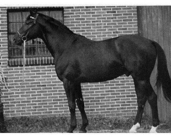 Pferd Herbststurm (Trakehner, 1962, von Komet)